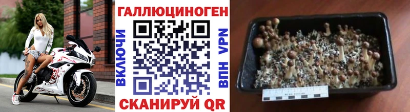 OMG ссылка  Нерюнгри  Галлюциногенные грибы Psilocybe 